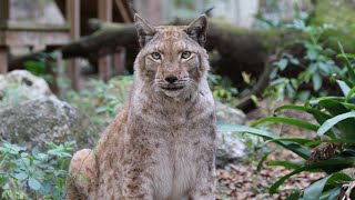 Lynx VS Bobcat  FAQ Friday [upl. by Elsilrac]