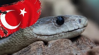 DİKKAT Türkiyede Yaşayan En Zehirli 10 Yılan Türü [upl. by Mahseh660]