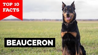 Beauceron  Top 10 Facts [upl. by Asare]