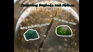 How To Culture Daphnia and Moinas using Green Water Spirulina powder [upl. by Schulein537]