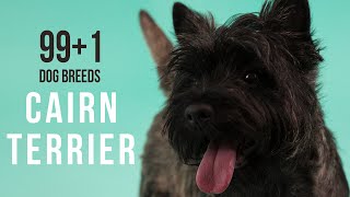 Cairn Terrier  991 Dog Breeds [upl. by Molohs]