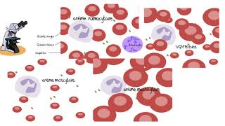 Comprendre les analyses sanguines [upl. by Ottillia809]