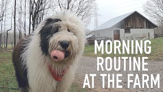 Old English Sheepdogs Morning Routine at the Farm [upl. by Lowson]