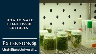 How to Make Plant Tissue Cultures [upl. by Lockhart]