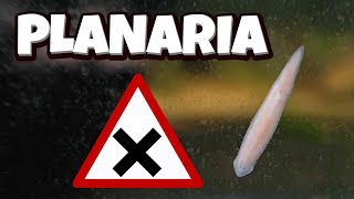 Planaria  How to manage them DIY trap [upl. by Eiuqram]