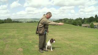 Teaching a Gundog Steadiness [upl. by Thadeus]