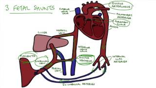 Understanding Fetal Circulation [upl. by Bolme]