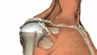 Shoulder Joint  Glenohumeral Joint  3D Anatomy Tutorial [upl. by Inafit338]