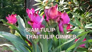 How To Grow Curcuma Ginger Plant [upl. by Trillbee]