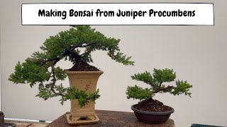 Making Bonsai From Juniper Procumbens with Padmapriya [upl. by Mitchel]