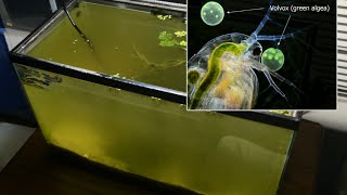 Raising Daphnia for the Freshwater Aquarium [upl. by Ramgad151]