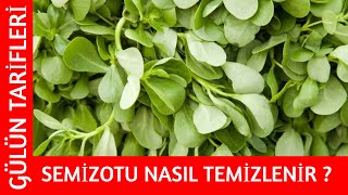 SEMİZOTU NASIL TEMİZLENİR   Gülün Tarifleri [upl. by Shamus]