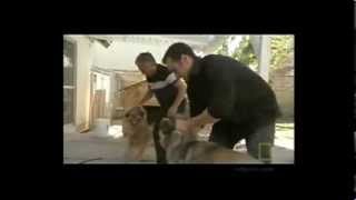 How to handle a Dog fight  Cesar Millan [upl. by Novel]