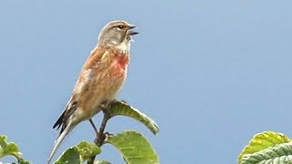 Bird Song  The Linnet [upl. by Wattenberg]