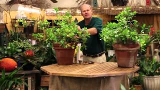 Care Tips for Indoor Gardenia Plants [upl. by Eleumas346]