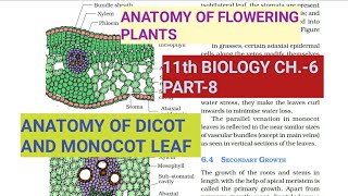 Class 11 BiologyCh6 Part8Anatomy of Dicot amp Monocot LeafStudy with Farru [upl. by Franz]