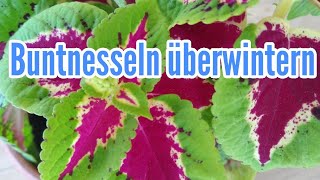 Buntnessel überwintern Buntnesseln winterhart überwintern Plectranthus scutellarioides Winter [upl. by Nosnej]