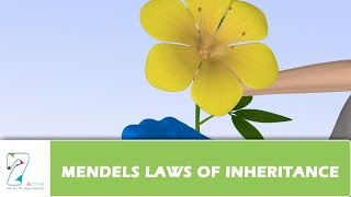 MENDELS LAWS OF INHERITANCE [upl. by Chon476]