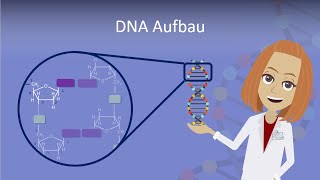 DNA Aufbau leicht erklärt [upl. by Zins]