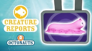 Octonauts  Creature Reports  Slimey Sea Creatures [upl. by Eimrej]