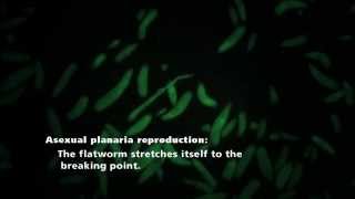 Planaria fission [upl. by Vachill]