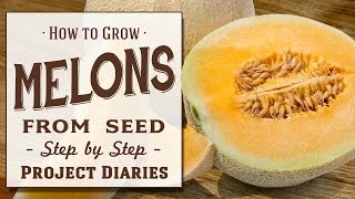 ★ How to Grow Melons from Seed A Step by Step Guide [upl. by Upali]