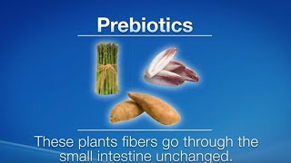 What Are Prebiotics and Probiotics  Herbalife Nutrition [upl. by Jonette314]