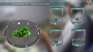 Tissue Culture [upl. by Kara-Lynn]