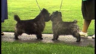 Cairn Terrier  AKC Dog Breed Series [upl. by Sitelc]