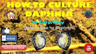 HOW TO CULTURE DAPHNIA In Easy Way [upl. by Denys]