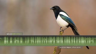 Eurasian Magpie Call amp Sounds [upl. by Enimajneb993]