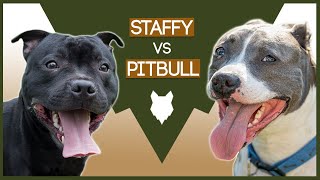 STAFFORDSHIRE BULL TERRIER VS PITBULL [upl. by Eikcin755]