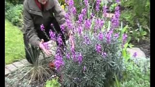 Erysimum quotBowles Mauvequot [upl. by Anelet]