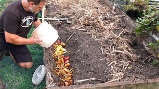 What Happens When You Bury Kitchen Scraps in the Garden [upl. by Tenay]