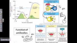 Function of antibodies [upl. by Durston]