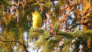 Chant du chardonneret jaune [upl. by Cowen600]