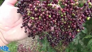 ⟹ Elderberry  Sambucus canadensis  A look at the tree flowers and berries 2018 [upl. by Hgielrebma]