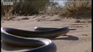 How snakes move amp run  Serpent  BBC Animals [upl. by Yecal]