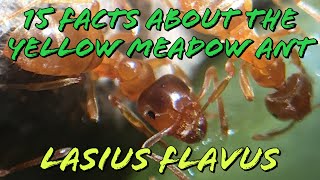 15 Facts About The Common Yellow Meadow Ant  Lasius Flavus [upl. by Anawit65]