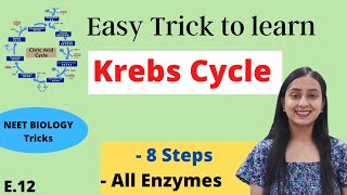 Easy Trick to learn Krebs Cycle  Funny Mnemonics [upl. by Hanus]