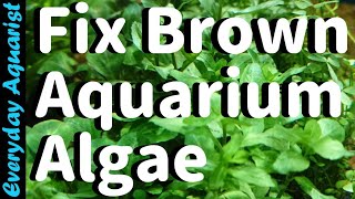 Why New Aquariums Go BROWN  Fixing Brown Diatom ALGAE [upl. by Mcclish240]