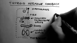 T4 and T3 Thyroid Hormones Explained [upl. by Pandich]