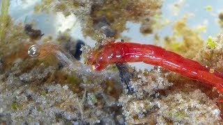 Midge Larva feeding on another Midge larva Chironomidae  Bloodworms [upl. by Odeen678]